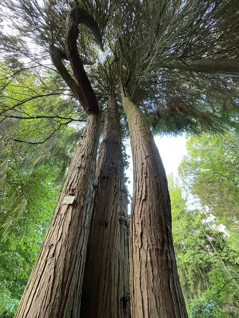 Chamaecyparis lawsoniana 'Westermannii' Chamaecyparis lawsoniana 'Westermannii'