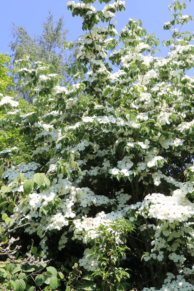 Cornus Galaxy Cornus Galaxy