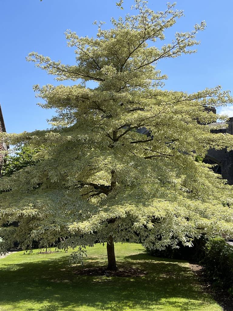 Cornus controversa Variegata (2)