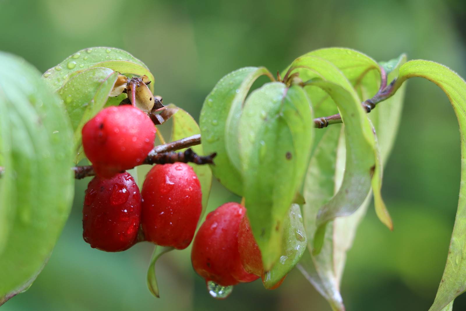 Cornus mas Cornus mas