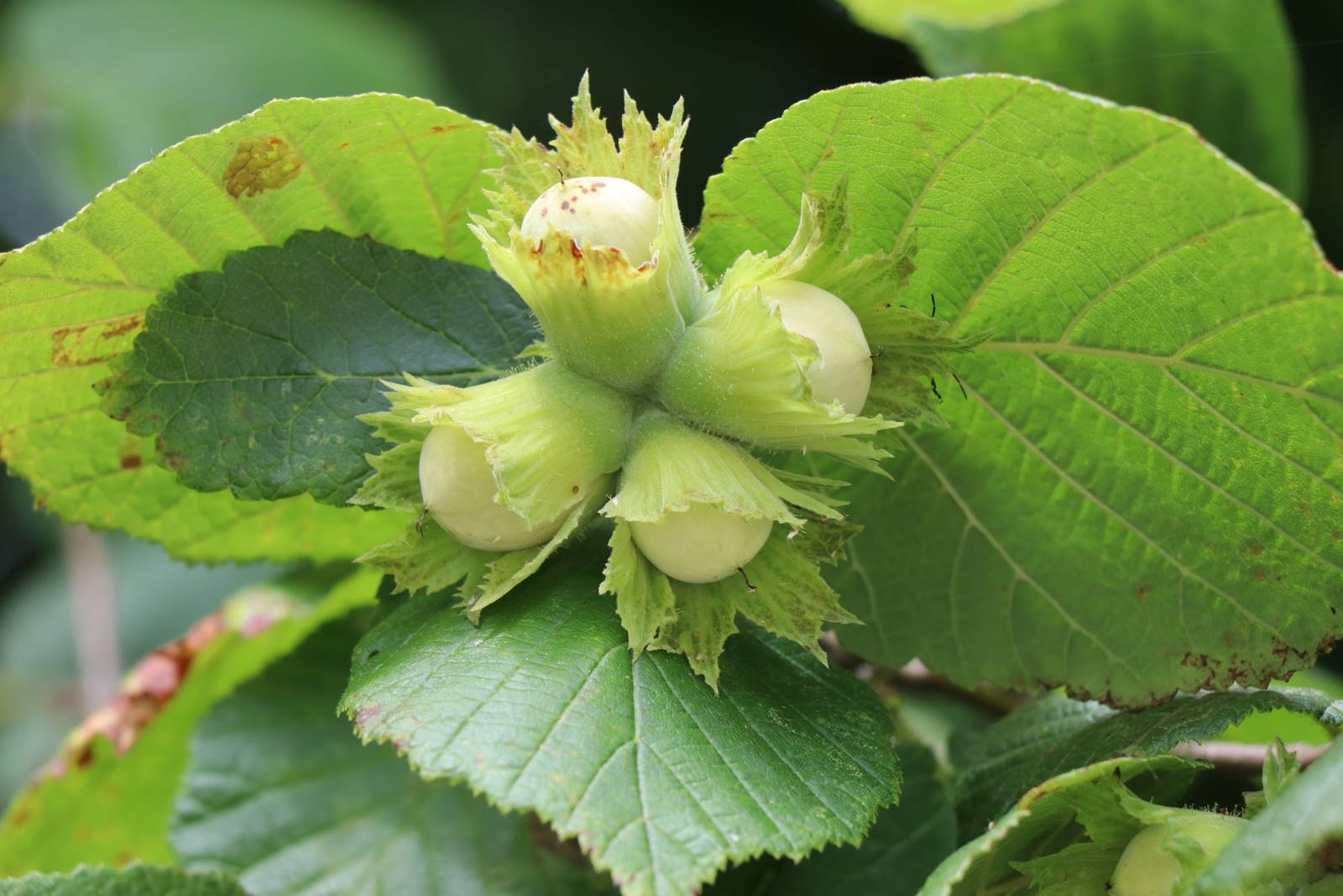 Corylus avellana Corylus avellana