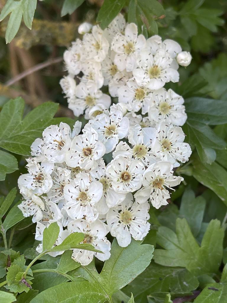 Crataegus monogina (1) Crataegus monogina (1)