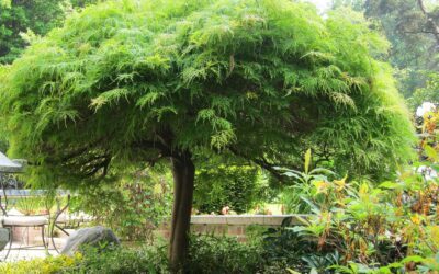 Petit jardin cherche petit arbre