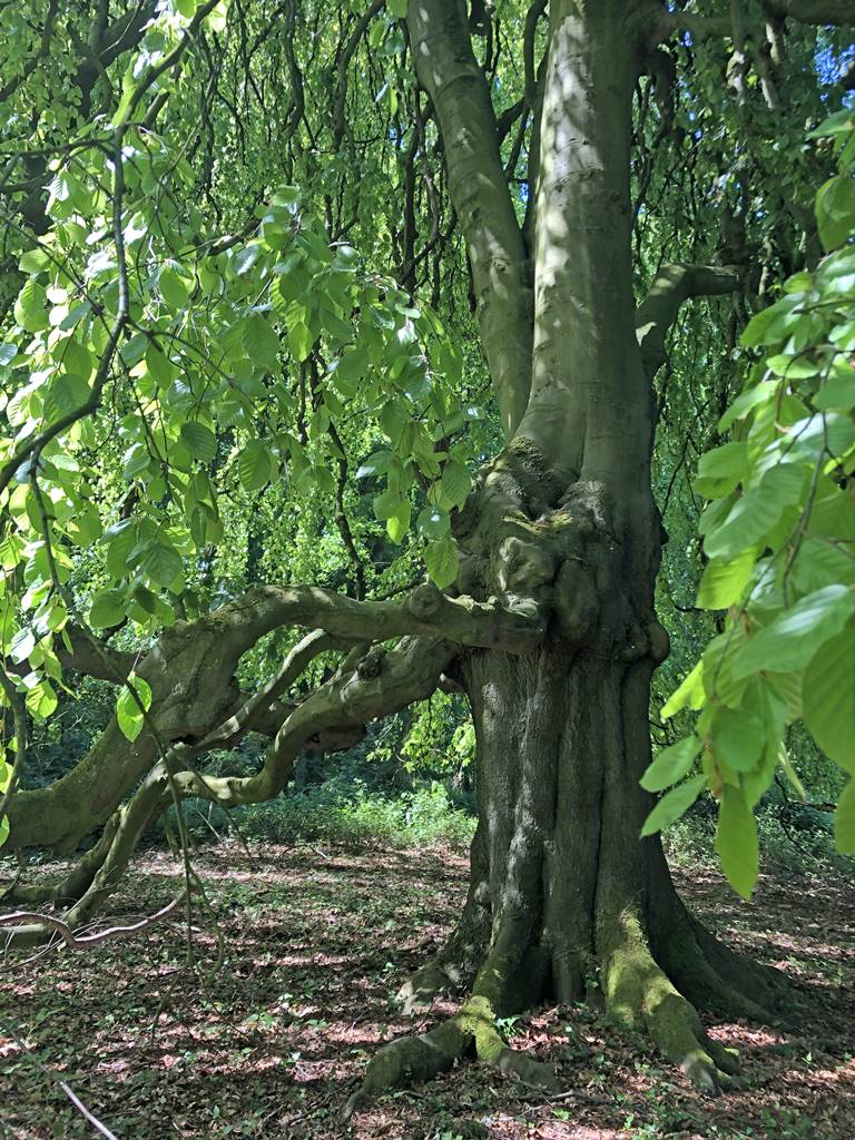 Fagus sylvatica Pendula