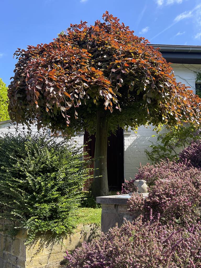 Fagus sylvatica Purpurea Pendula Fagus sylvatica Purpurea Pendula