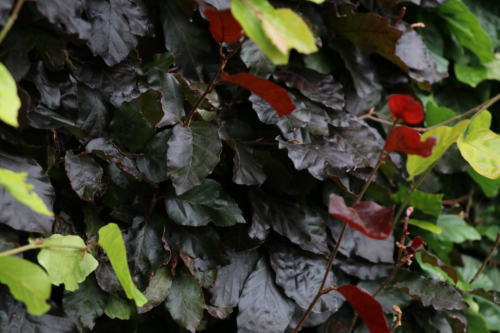 Fagus sylvatica Purpurea Fagus sylvatica Purpurea