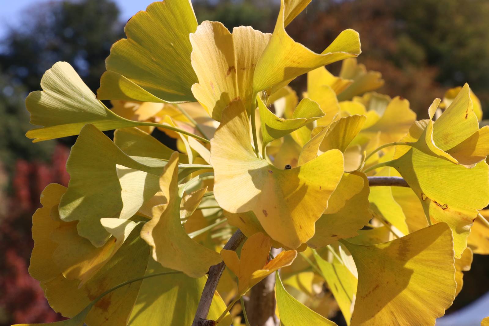 Ginkgo biloba