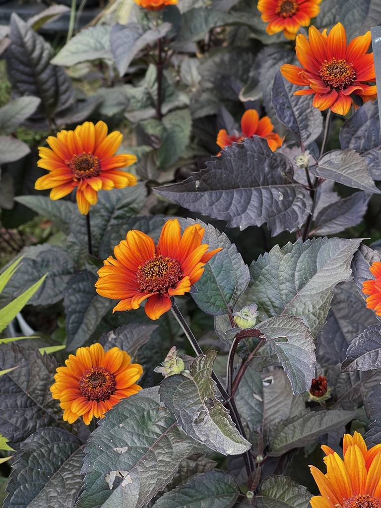 Heliopsis scabra Bleeding Hearts Heliopsis scabra Bleeding Hearts