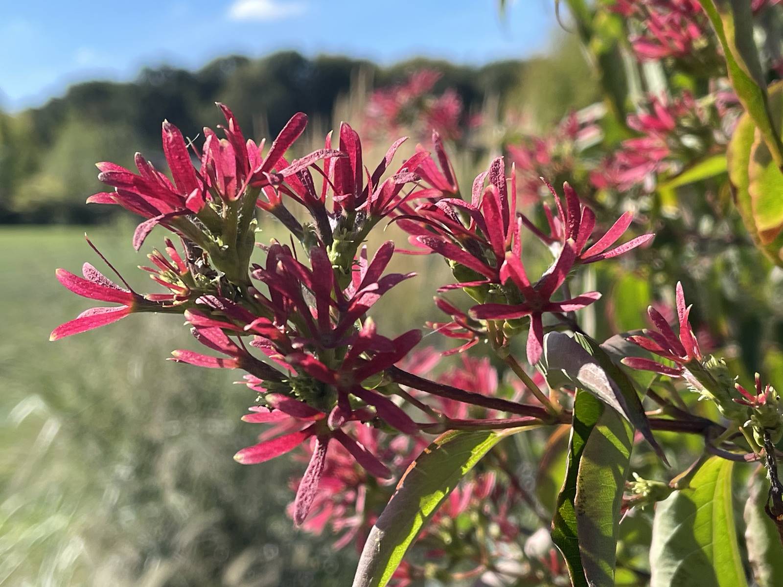 Heptacodium miconioides