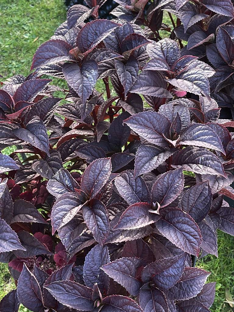 Hydrangea serrata Daredevil Hydrangea serrata Daredevil