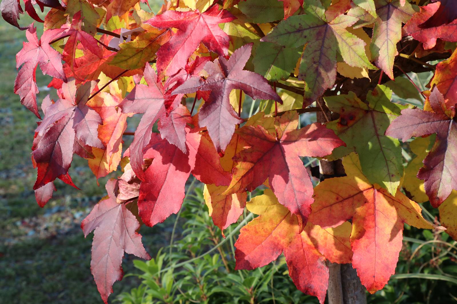 Liquidambar styraciflua