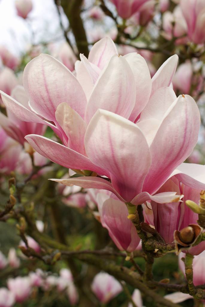 Magnolia x soulangeana Magnolia x soulangeana