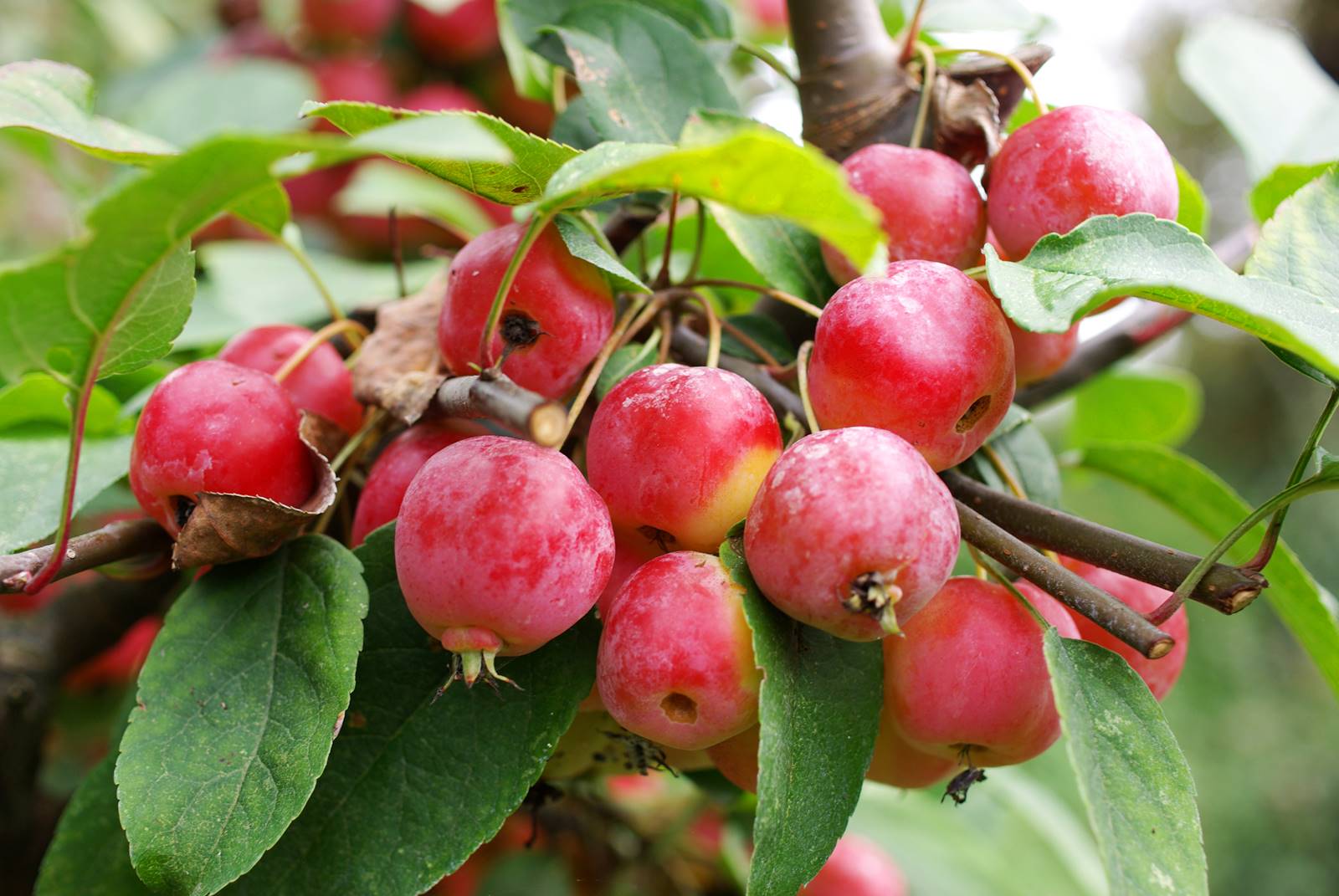 Malus pommier d'ornement Malus pommier d'ornement