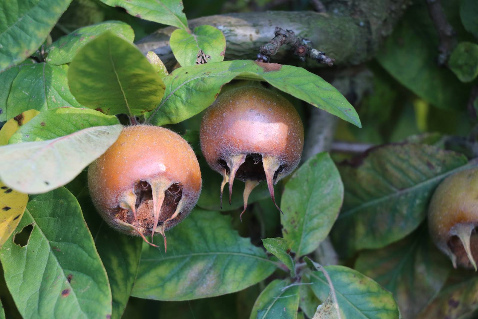 Mespilus germanica Mespilus germanica