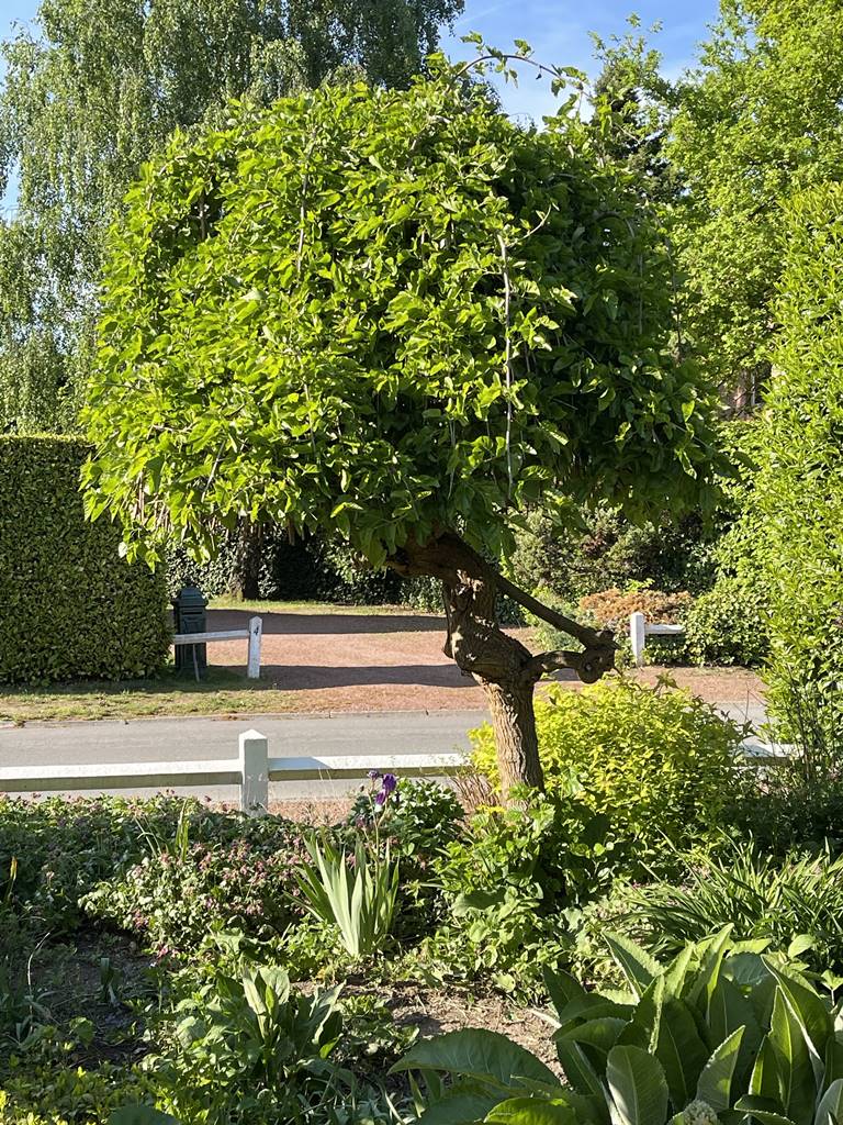 Morus Alba Pendula Morus Alba Pendula