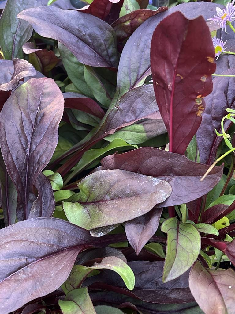 Penstemon digitalis Dakota Burgundy Penstemon digitalis Dakota Burgundy