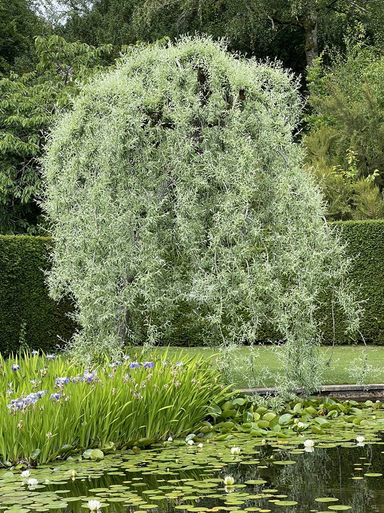 Pyrus salicifolia Pendula Pyrus salicifolia Pendula