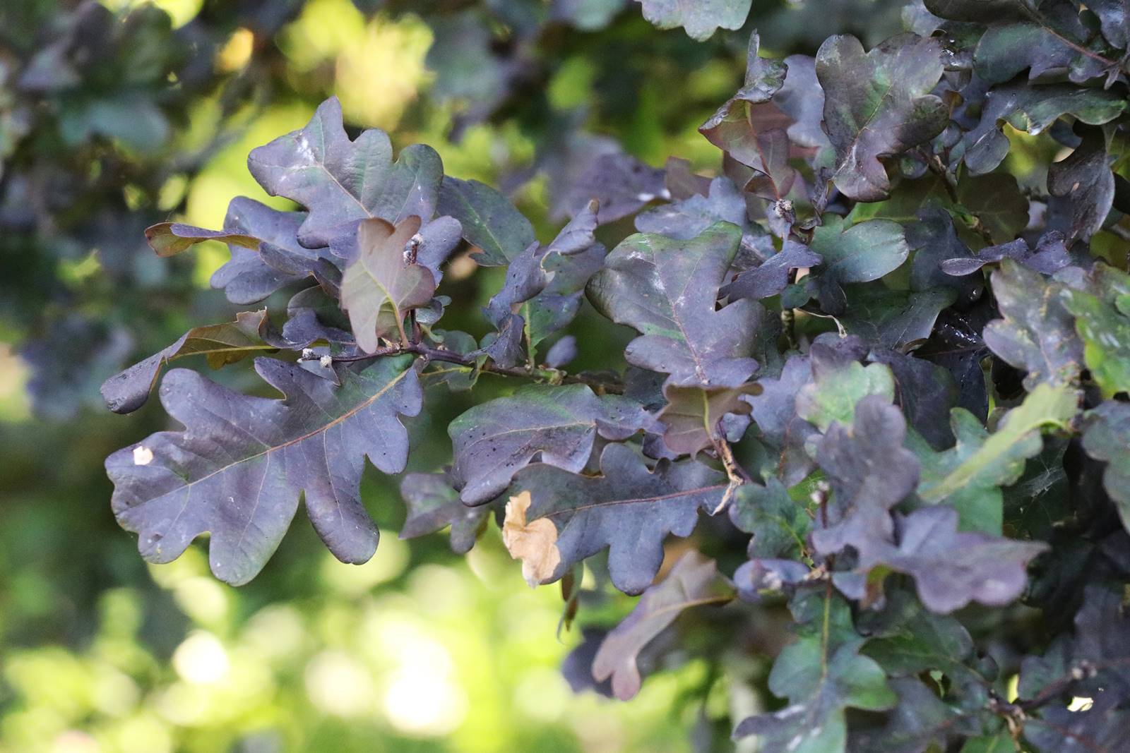 Quercus robur Atropurpurea