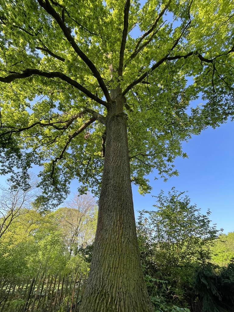 Quercus robur