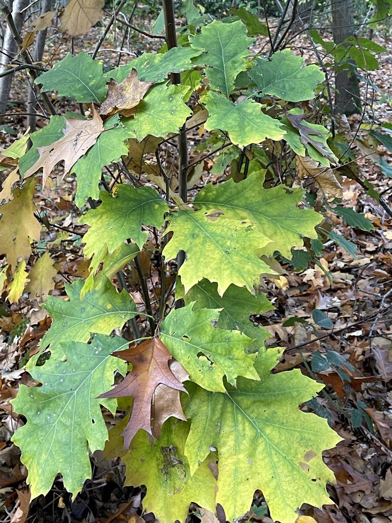 Quercus rubra (18) Quercus rubra (18)