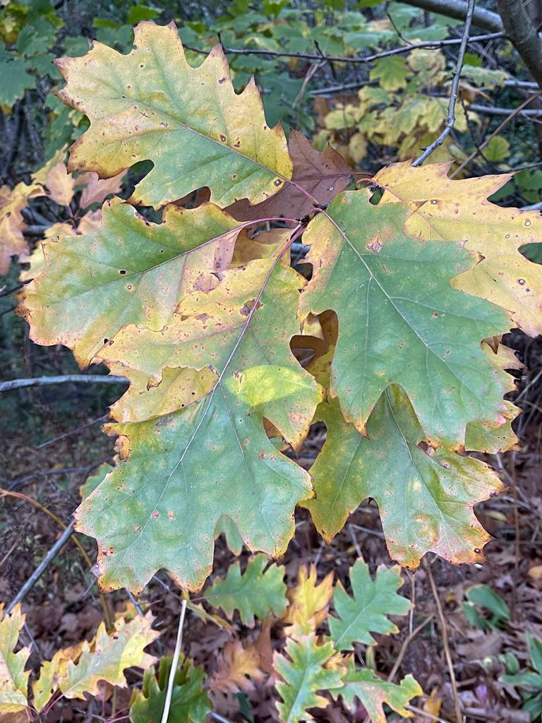 Quercus rubra (20) Quercus rubra (20)