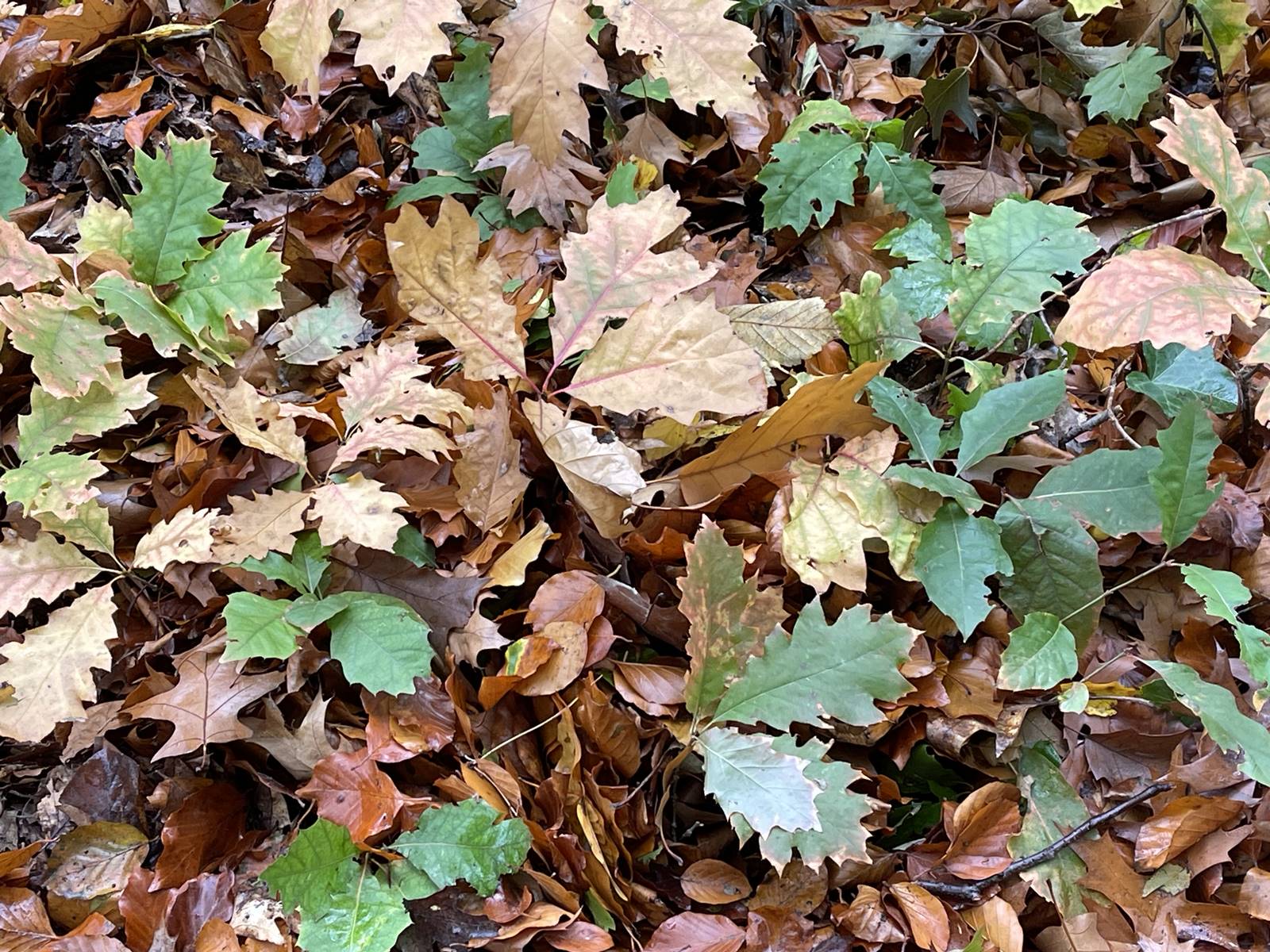 Quercus rubra (22) Quercus rubra (22)