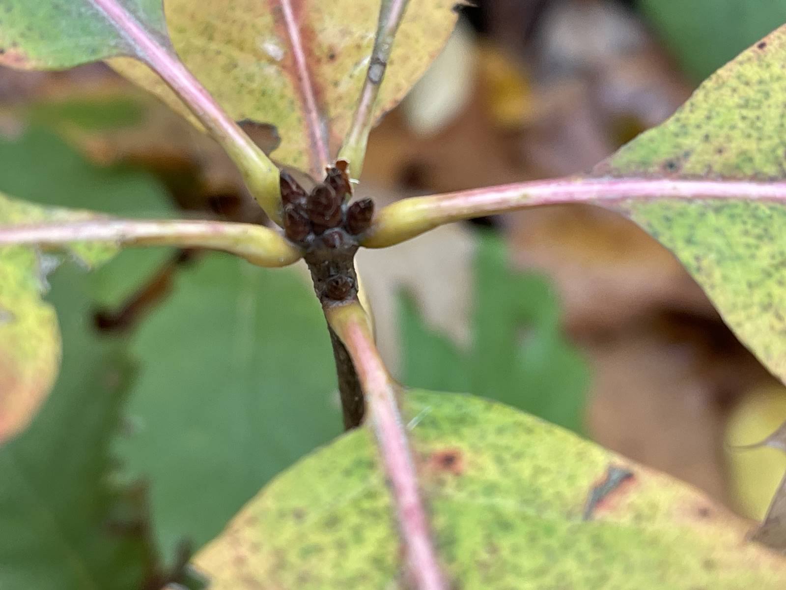 Quercus rubra (23) Quercus rubra (23)