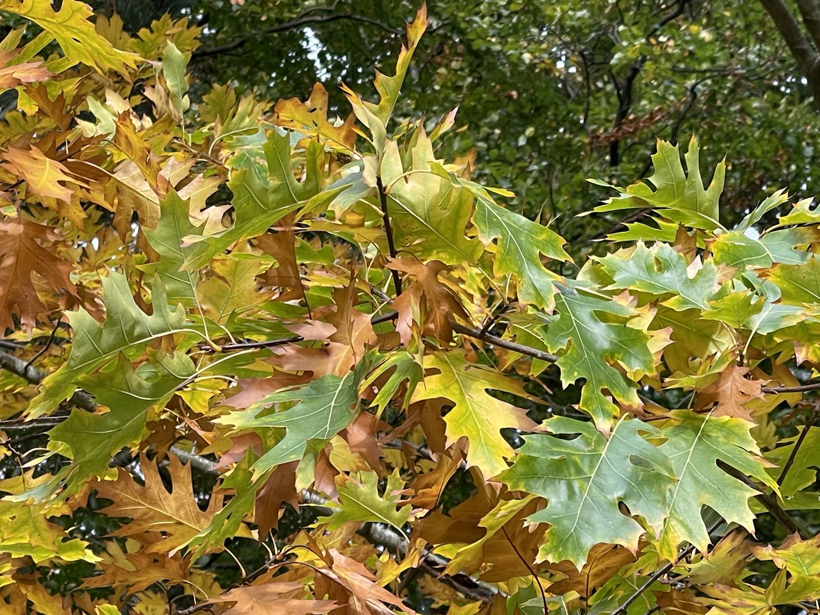 Quercus rubra