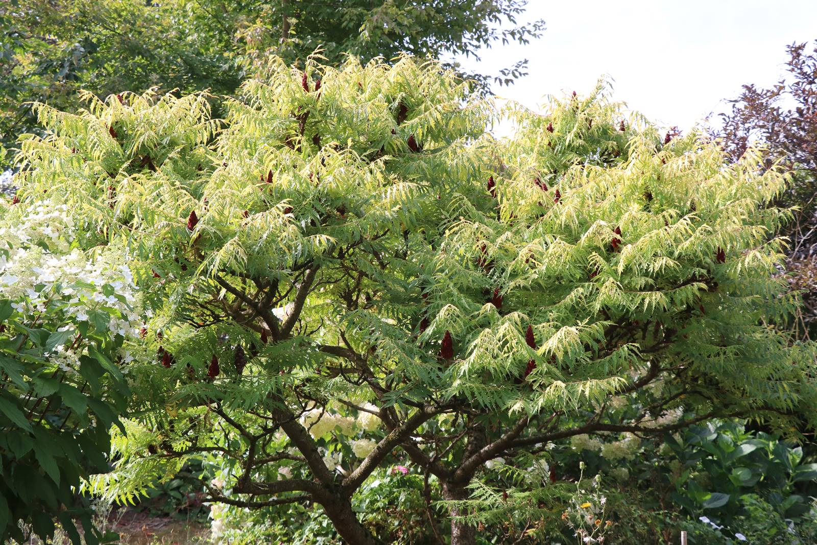 Rhus typhina Tiger Eyes Rhus typhina Tiger Eyes