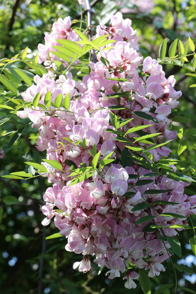 Robinia hispida Rosea Robinia hispida Rosea