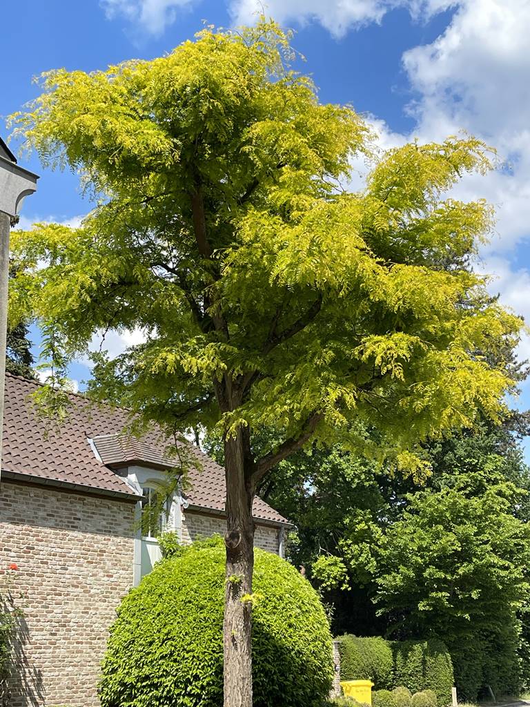 Robinia pseudoacacia Frisia