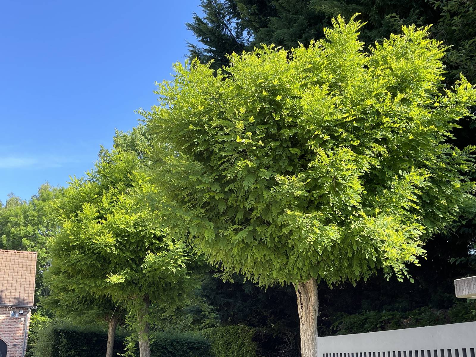 Robinia pseudoacccacia Umbraculifera Robinia pseudoacccacia Umbraculifera