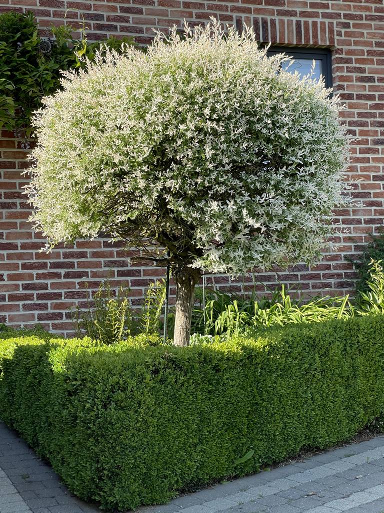 Salix integra Hakuro Nishiki Salix integra Hakuro Nishiki