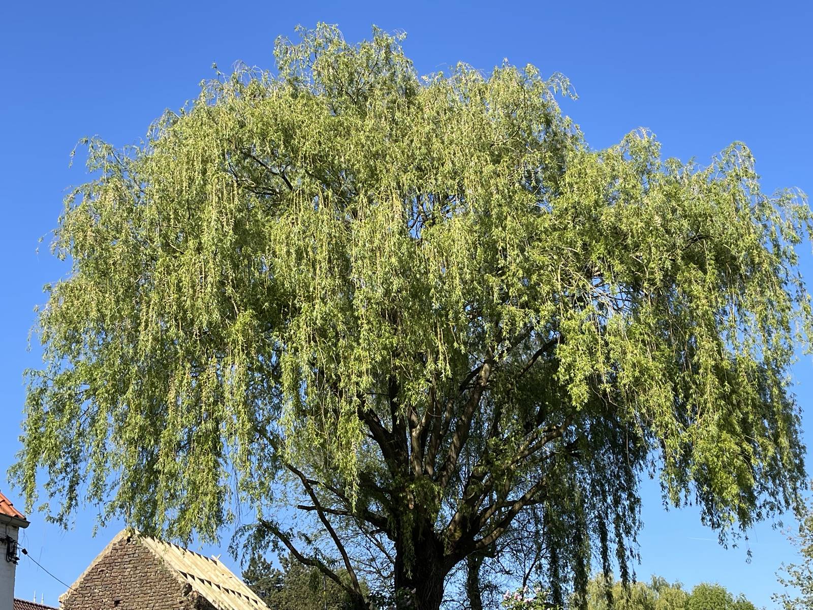 Salix x chrysocoma