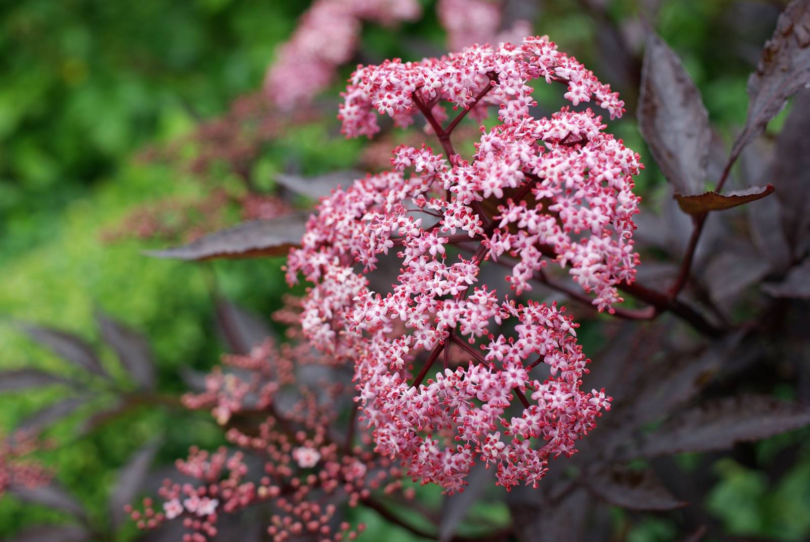 Sambucus nigra Black Beauty Sambucus nigra Black Beauty