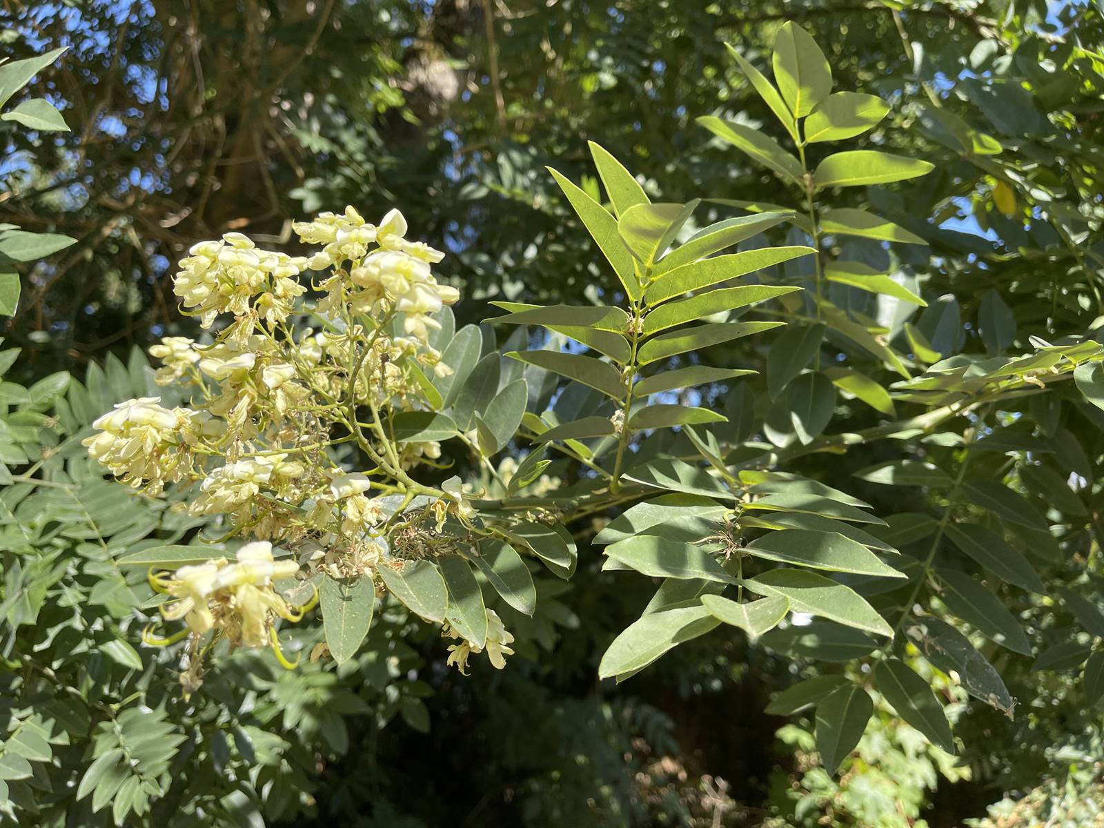 Sophora japonica