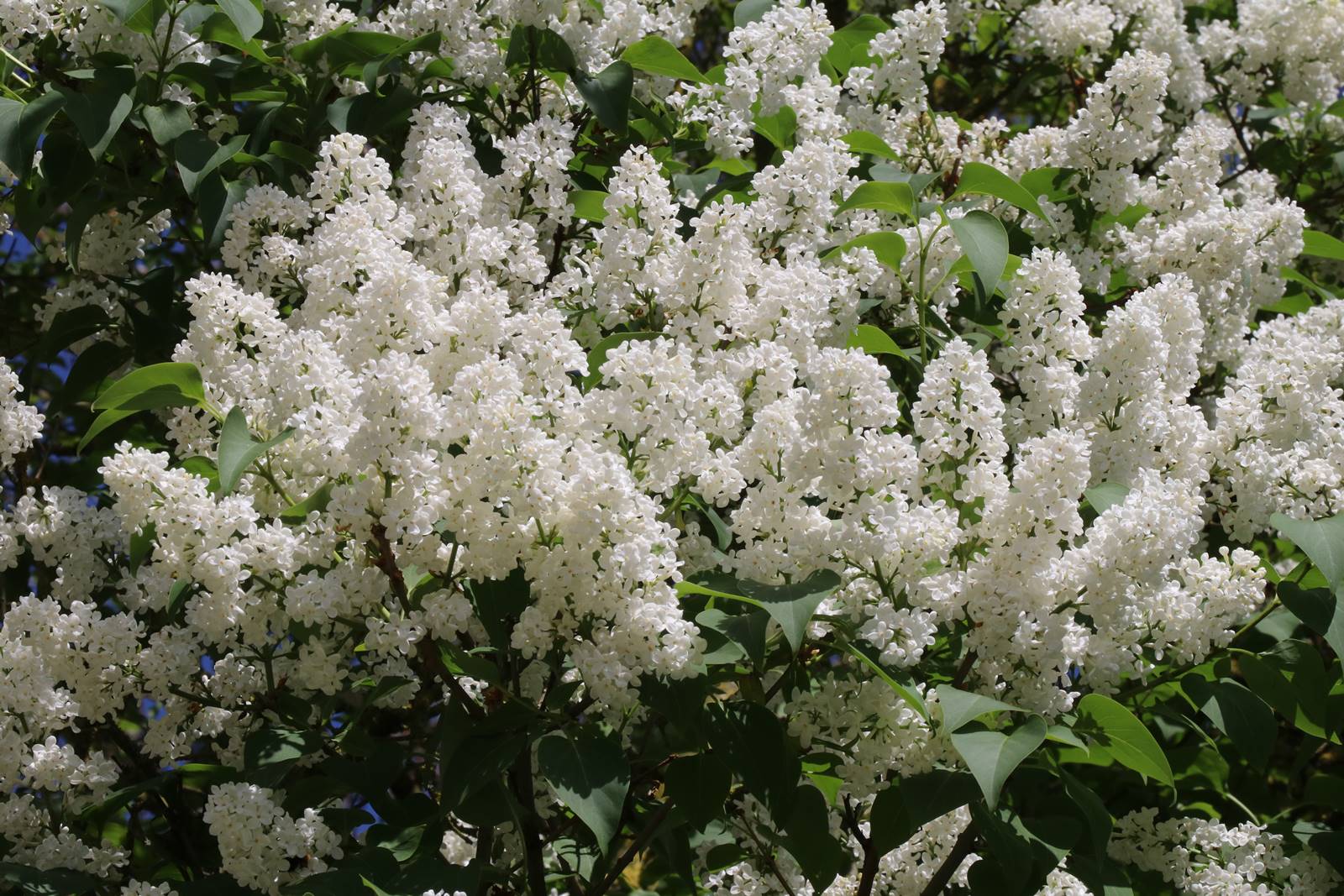 Syringa vulgaris (1) Syringa vulgaris (1)
