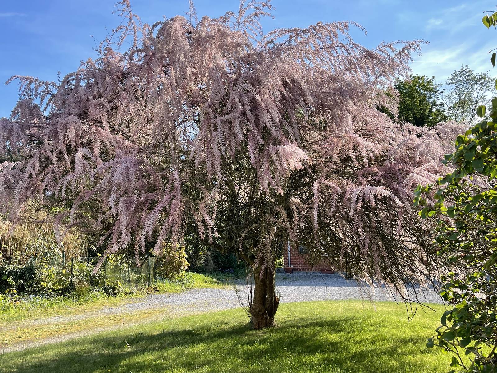 Tamarix parviflora Tamarix parviflora
