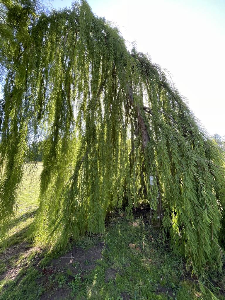 Taxodium distichum 'Pendulum' Taxodium distichum 'Pendulum'