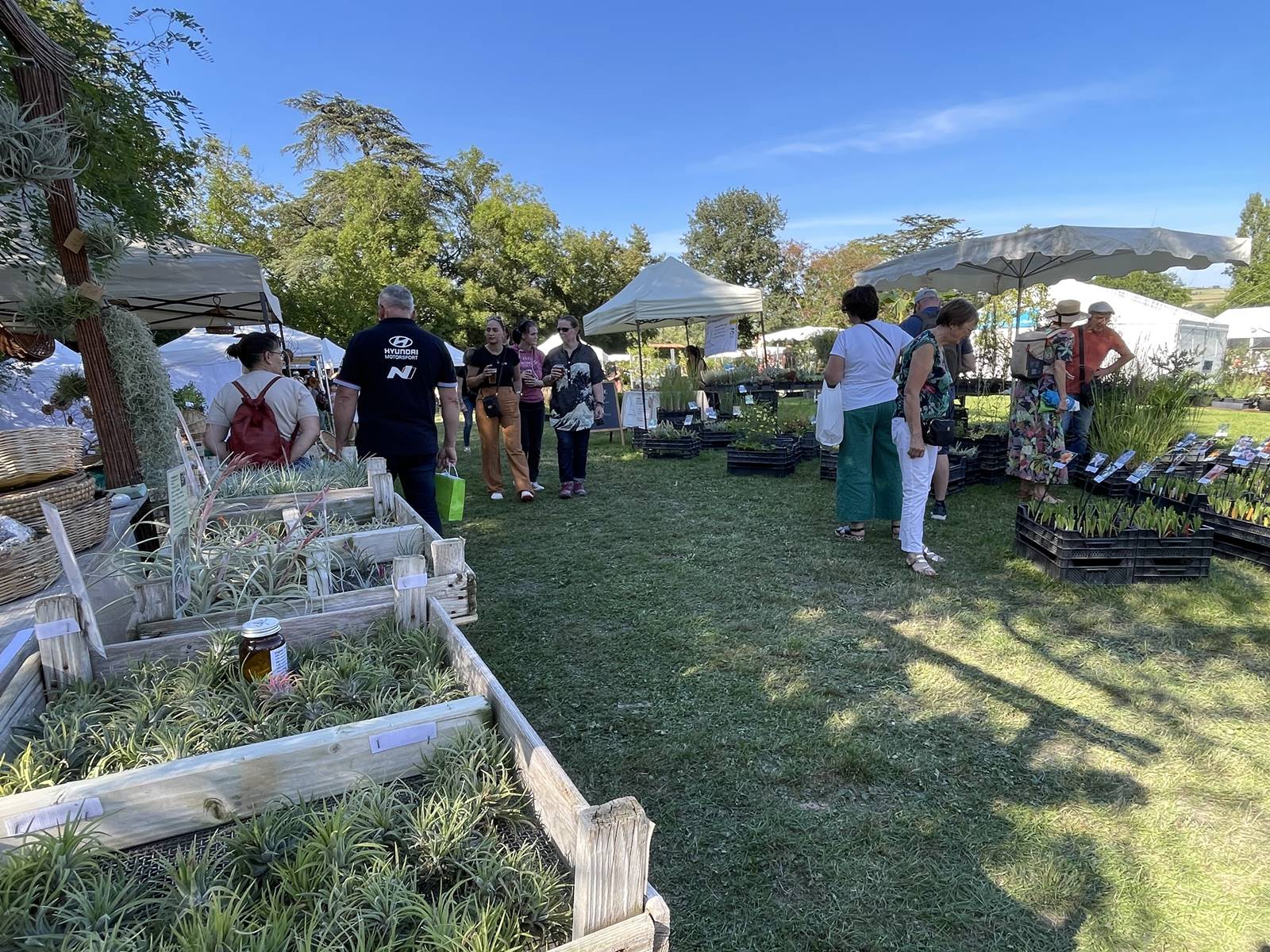 Tillandsia Prod plantes épiphytes (1)