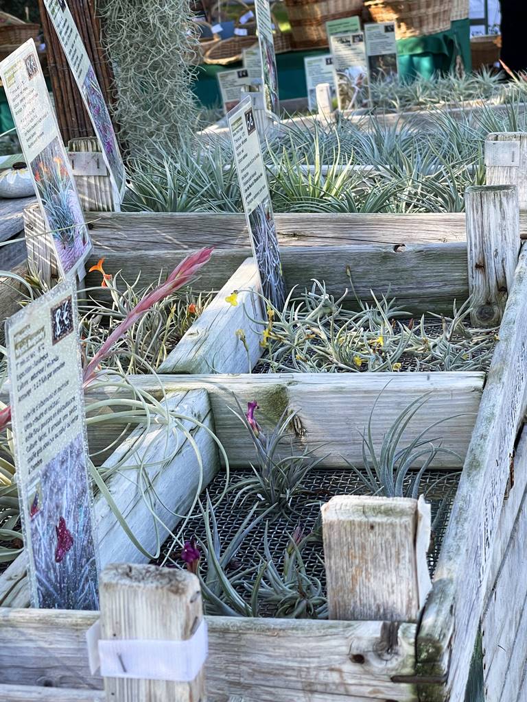 Tillandsia Prod plantes épiphytes (2)