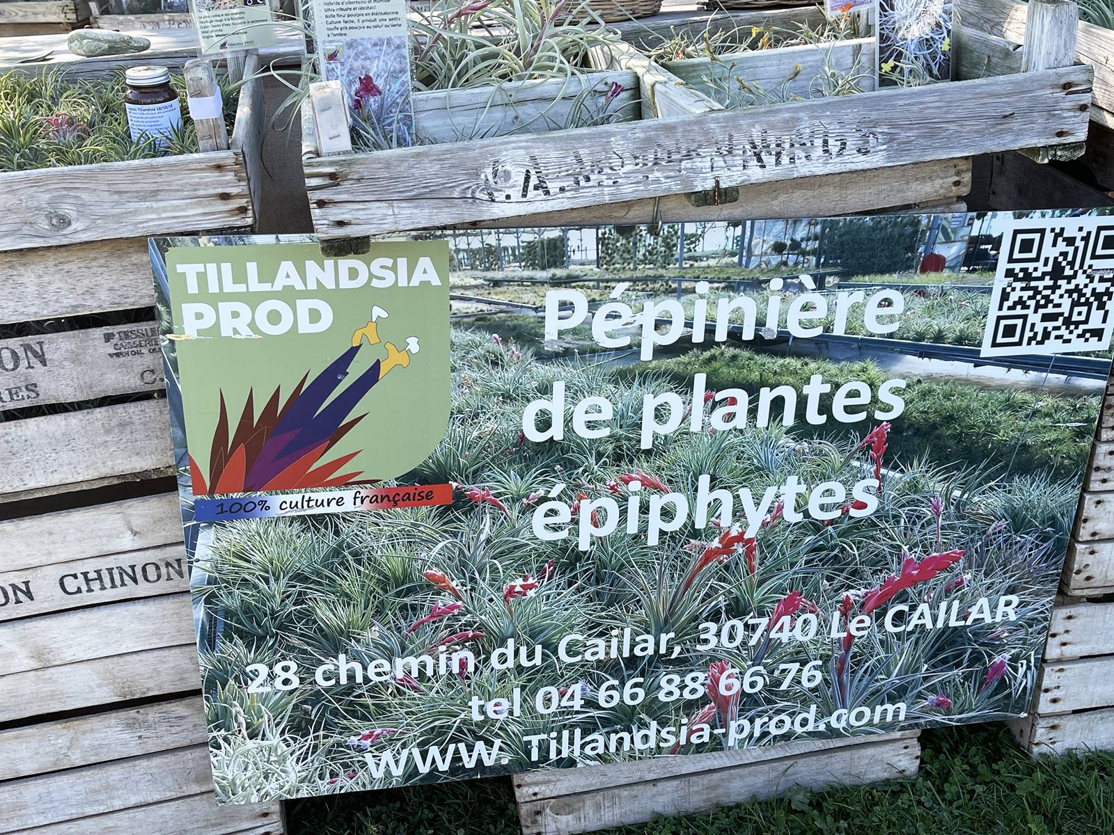 Tillandsia Prod plantes épiphytes (3)