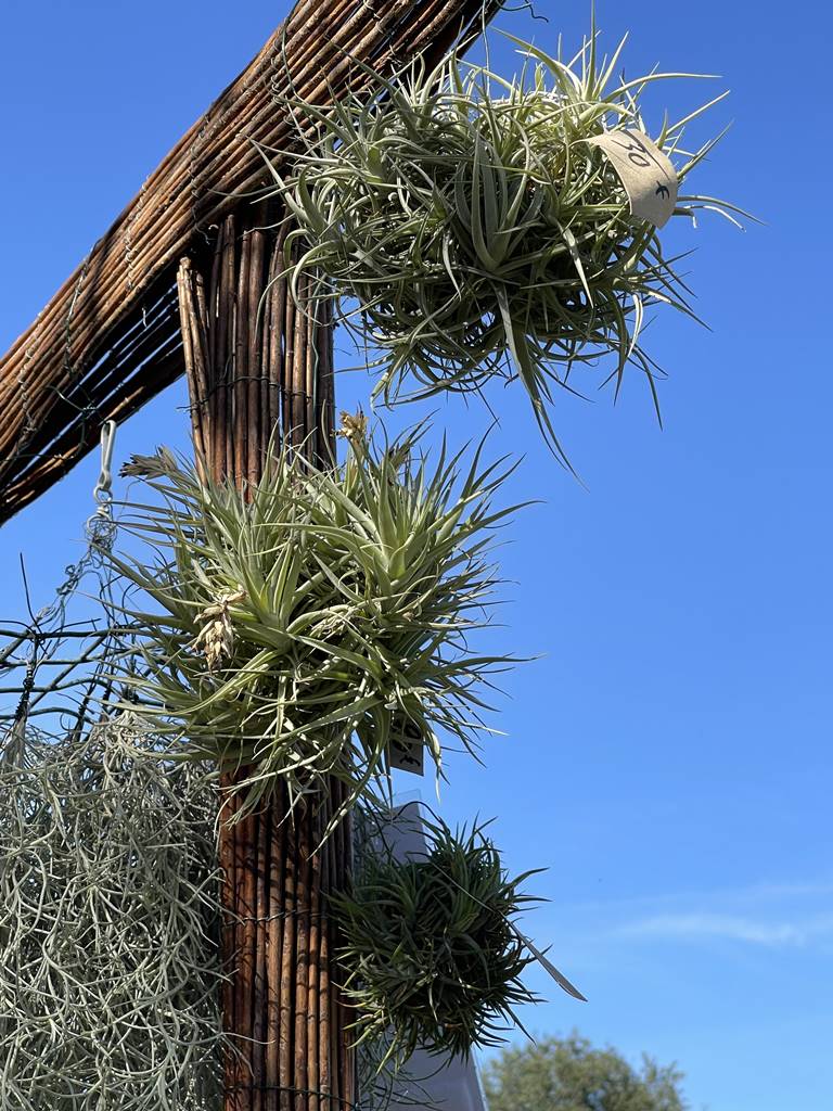 Tillandsia Prod plantes épiphytes (4)