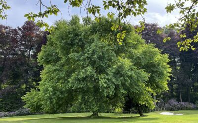 Arbre, conseils de plantation