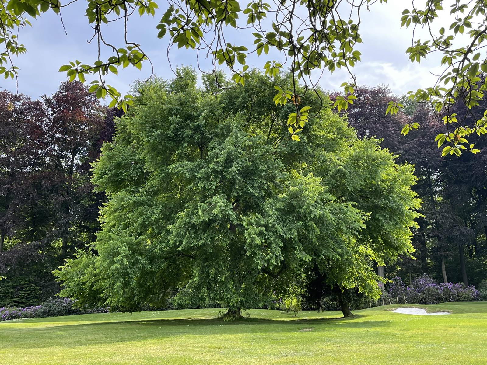 Ulmus Sapporo Autumn Gold