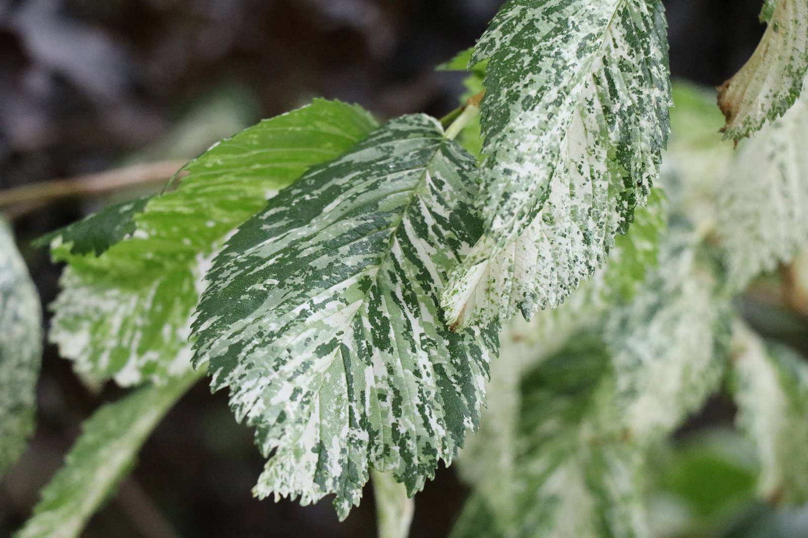 Ulmus procera Variegata