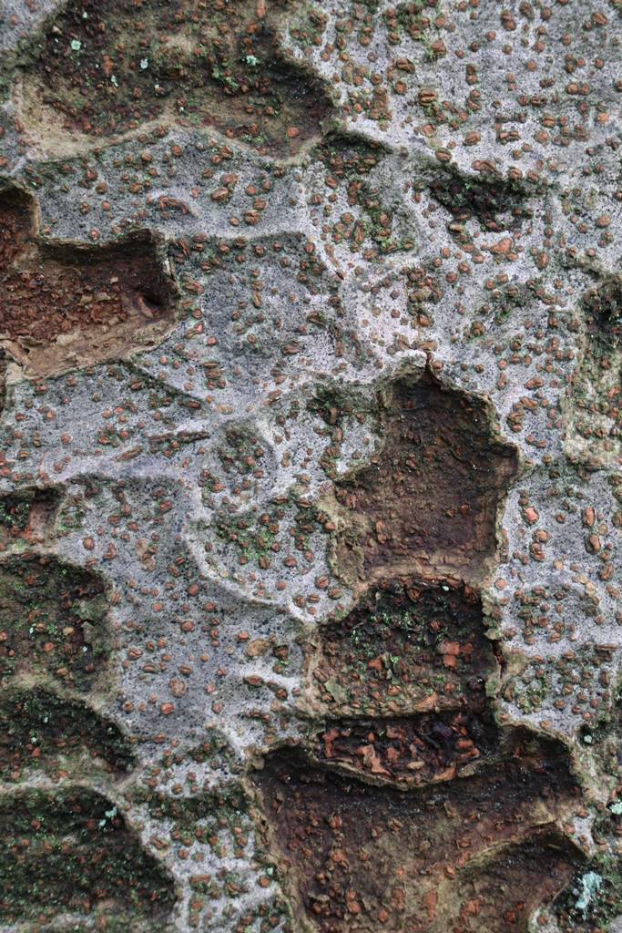 Zelkova serrata
