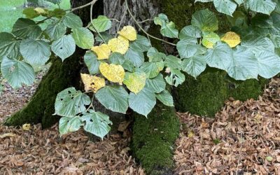 Arboretum de Balaine, Allier