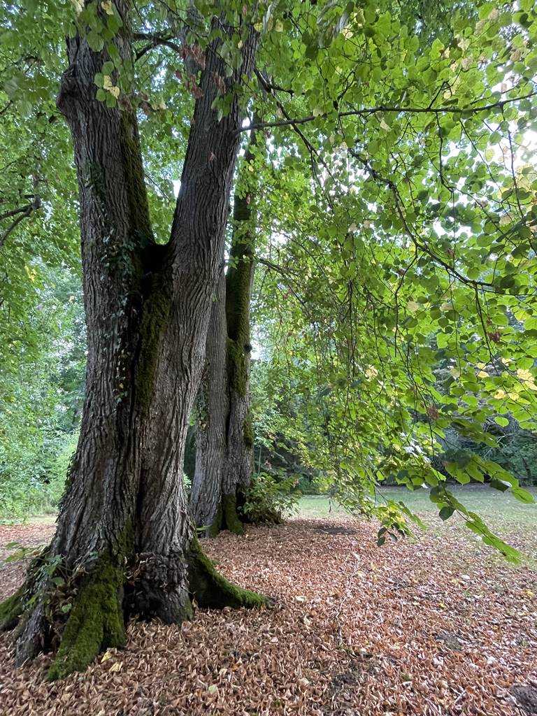 parc de Balaine (20) parc de Balaine (20)