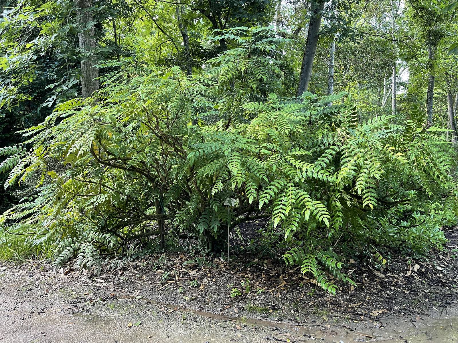 parc de Balaine (22) parc de Balaine (22)